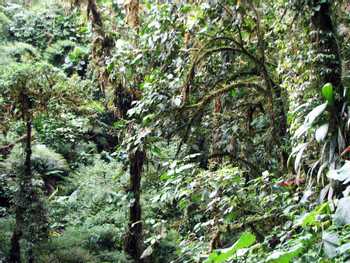 Guided Tour Santa Elena Reserve