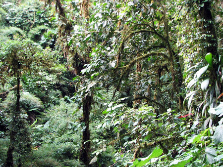 Guided Tour Santa Elena Reserve photo 2