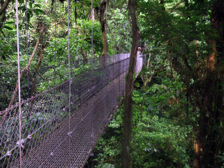 Mistico Hanging Bridges Regular Birdwatching Guided Tour photo 2