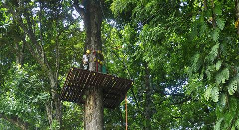 Tour de Cuerdas Altas y Rapel en Árbol de Ceiba