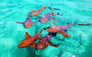 Hol Chan Marine Reserve and Shark Ray Alley