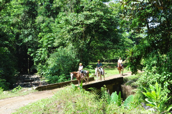 Horseback Riding Manuel Antonio photo 4