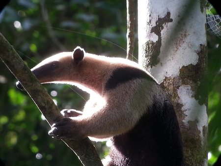 Tropical Rainforests Trek