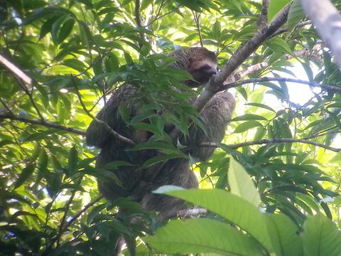 Corcovado Jungle Trekking 3 Days 2 Nights