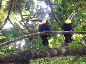 Caminata de alta intensidad en la selva Corcovado 3 días 2 noches photo 3