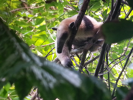 Caminata de alta intensidad en la selva Corcovado 3 días 2 noches photo 2