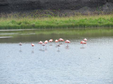 Isabela Land Tour