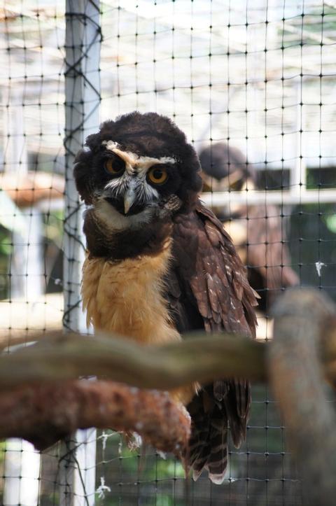 Jaguar Rescue Center and Chocolate Plantation