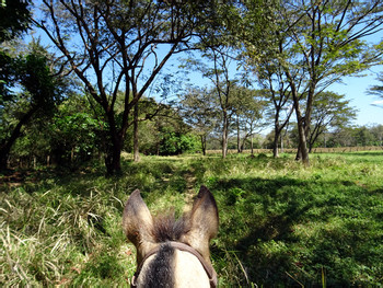Selva y paseo a caballo por la playa de Buena Vista photo 5