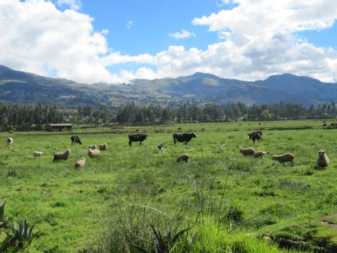 Hacienda La Collpa Peru