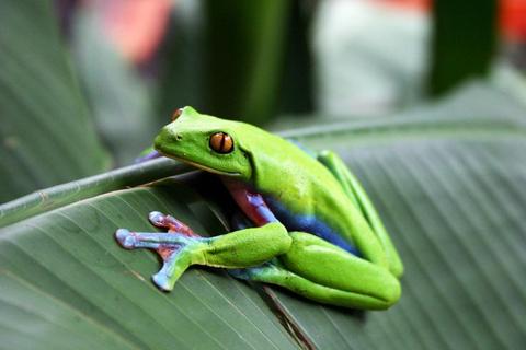 La Paz Waterfall Gardens Tour Costa Rica