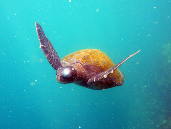 Kicker Rock - Leon Dormido Island Tour photo 4