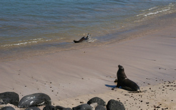 Isla Lobo y Playa Ochoa photo 4