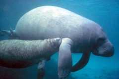Manatee and Goff's Caye Tour