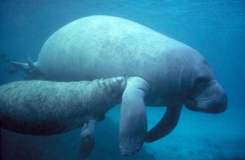 Manatee Watch, Goff's Caye, and BBQ