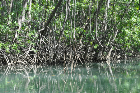 Damas Estuary Boat Trip photo 3