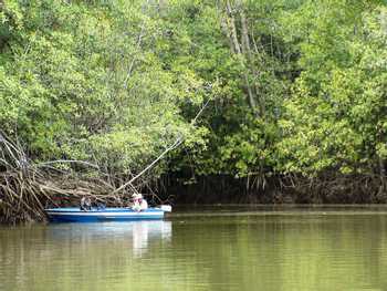 Mangrove Fishing Tour