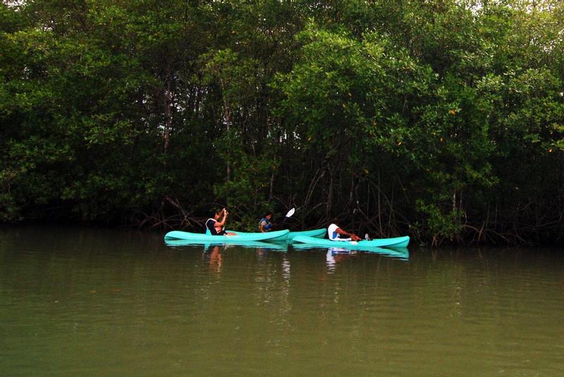 Manuel Antonio Mangrove Kayak Tour Damas Island Estuary