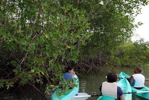 Damas Island Mangrove Kayak Tour Costa Rica