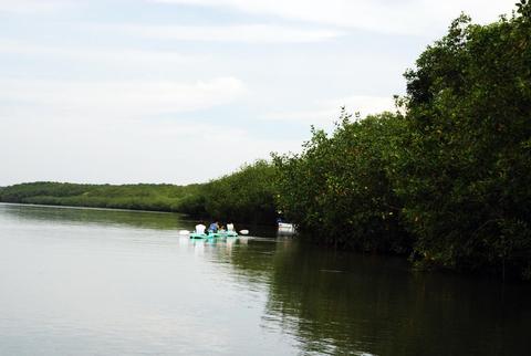 Damas Island Mangrove Kayak Tour Costa Rica