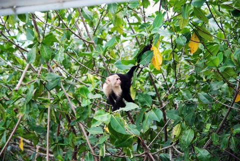 Damas Island Mangrove Kayak Tour Costa Rica