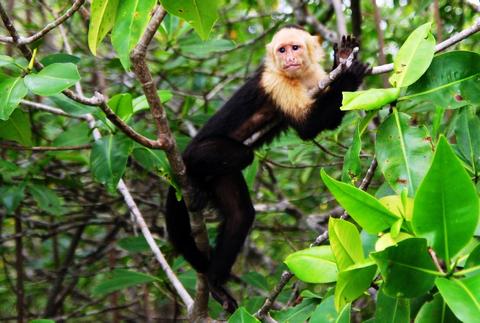Damas Island Mangrove Kayak Tour Costa Rica