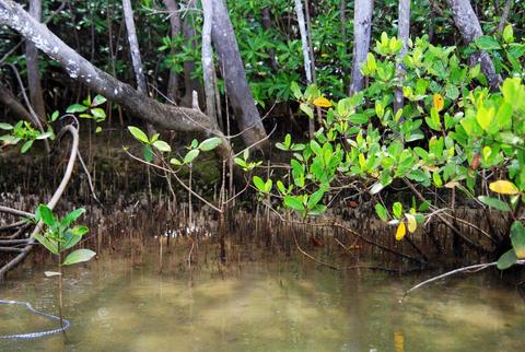 Damas Island Mangrove Kayak Tour Costa Rica