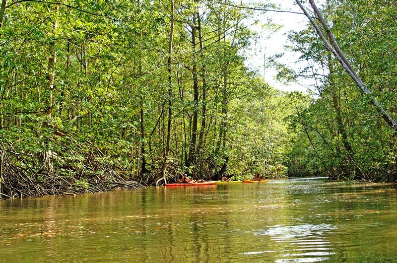 Manuel Antonio Mangrove Kayak Tour Damas Island Estuary