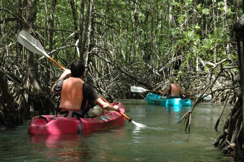 Damas Island Mangrove Kayak Tour Costa Rica