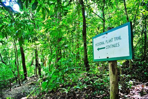 Medicinal Trails Tour Belize