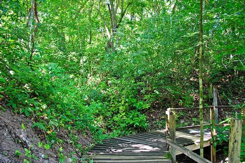 Medicinal Trails Tour