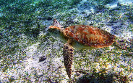 Underwater Exploration at Mexico Rocks Snorkeling Adventure photo 2