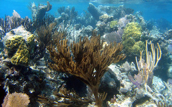 Belize Marine Mammal Observation Tours
