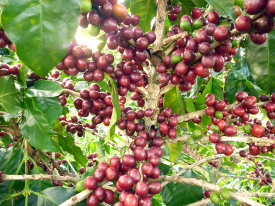 Mi Cafecito Full Coffee Tour
