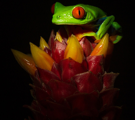 Ecocentro Danaus Night Walk Arenal Volcano La Fortuna