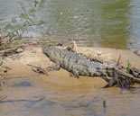 Monkey River EcoTours