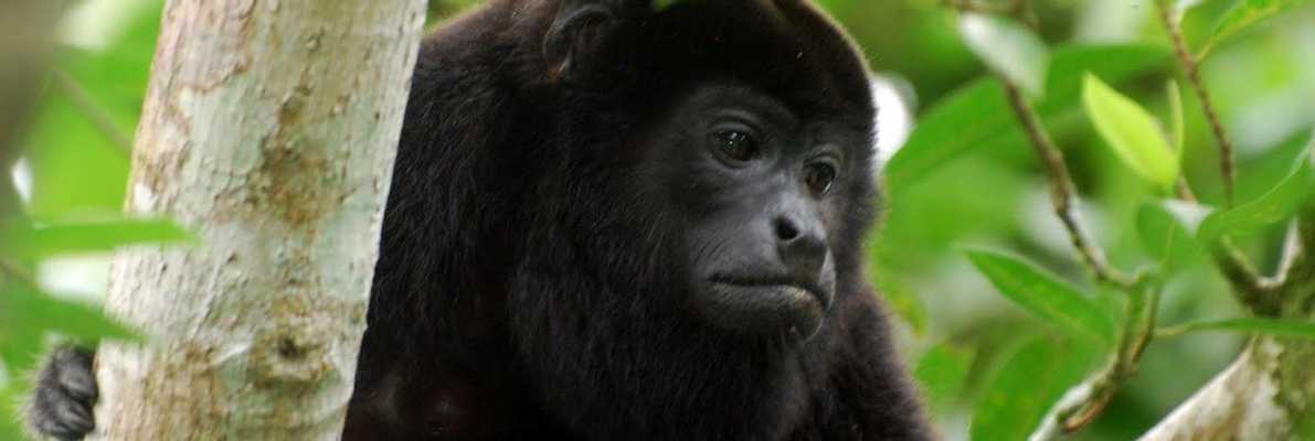 Monkey River Boat Tour