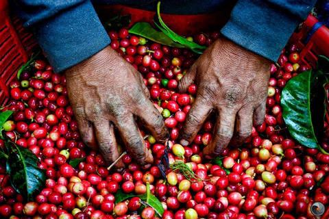 Tour Café Monteverde