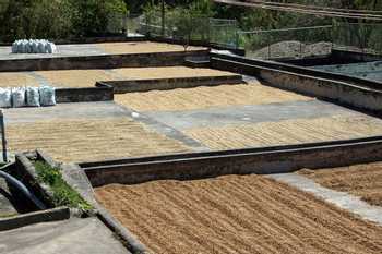 Cafe de Monteverde Coffee Tour