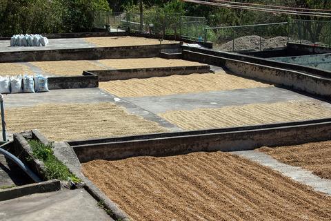 Cafe de Monteverde Coffee Tour Costa Rica
