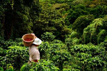 Tour Café Monteverde photo 3
