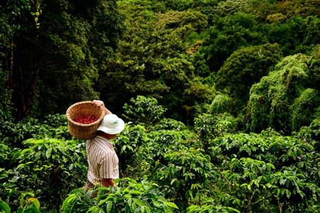 Tour Café Monteverde photo 3