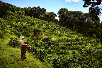 Tour Café Monteverde photo 2