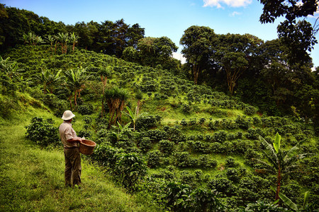 Tour Café Monteverde photo 2
