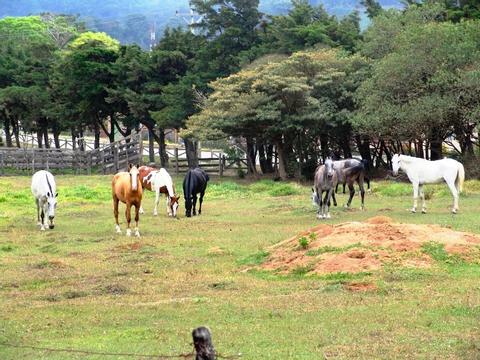 Monteverde Horseback Riding Costa Rica