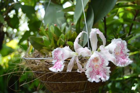 Monteverde Orchid Garden  Costa Rica