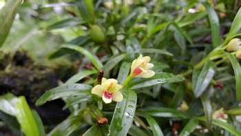 Monteverde Orchid Garden 