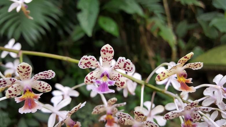 Monteverde Orchid Garden , Costa Rica