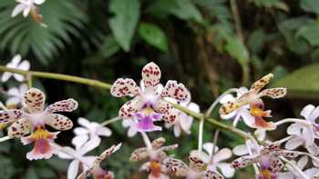 Monteverde Orchid Garden 