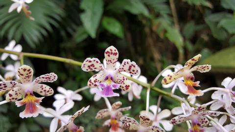 Tour Jardín de Orquídeas Monteverde